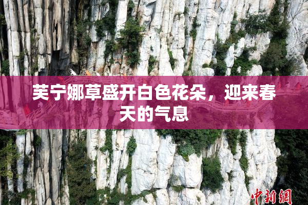 芙宁娜草盛开白色花朵，迎来春天的气息
