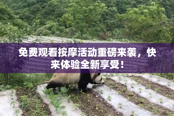 免费观看按摩活动重磅来袭，快来体验全新享受！