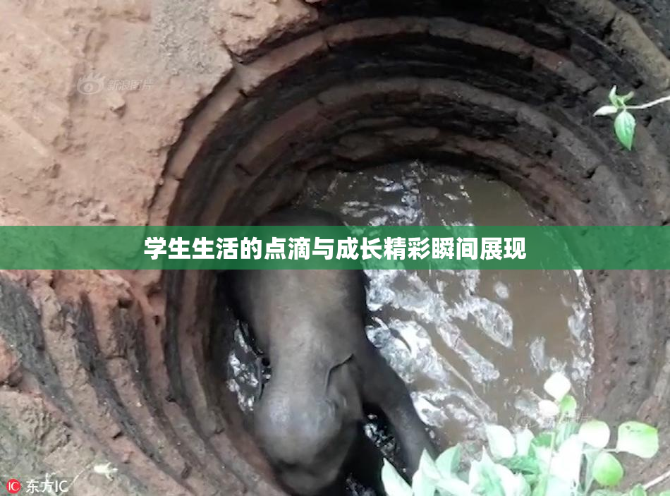 学生生活的点滴与成长精彩瞬间展现