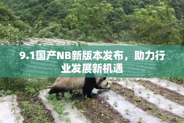 9.1国产NB新版本发布，助力行业发展新机遇