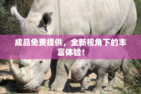 成品免费提供，全新视角下的丰富体验！