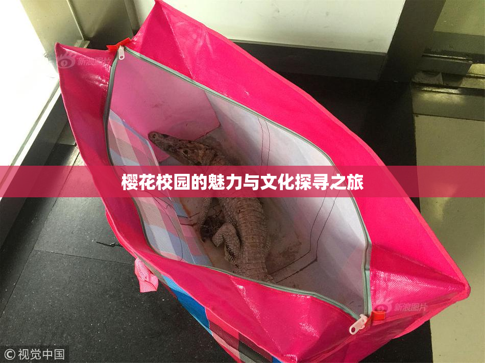 樱花校园的魅力与文化探寻之旅