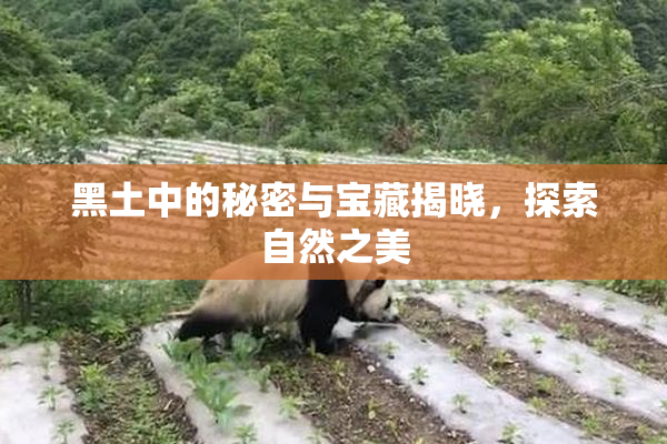 黑土中的秘密与宝藏揭晓，探索自然之美