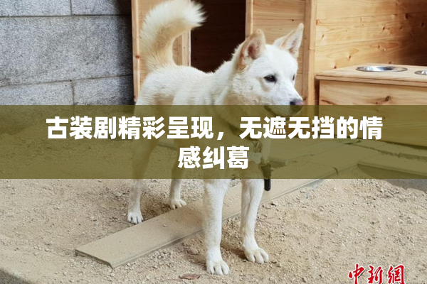 古装剧精彩呈现，无遮无挡的情感纠葛