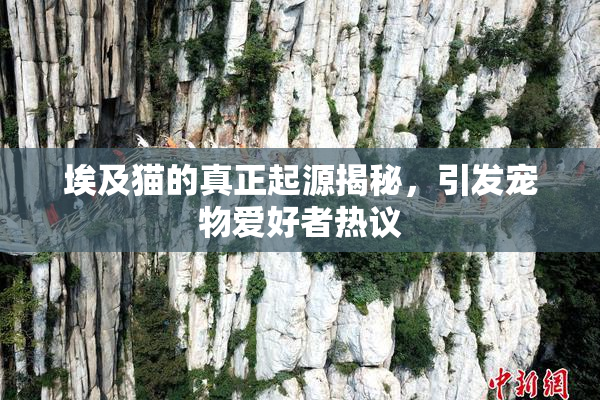 埃及猫的真正起源揭秘，引发宠物爱好者热议