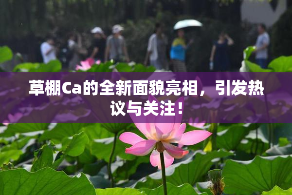 草棚Ca的全新面貌亮相，引发热议与关注！