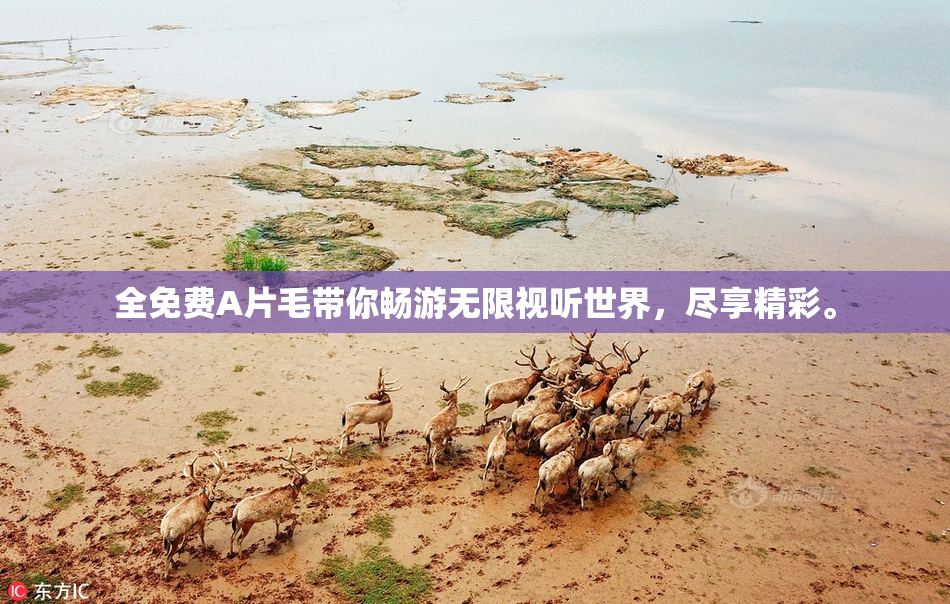 全免费A片毛带你畅游无限视听世界，尽享精彩。