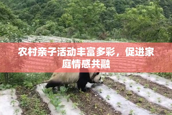 农村亲子活动丰富多彩，促进家庭情感共融