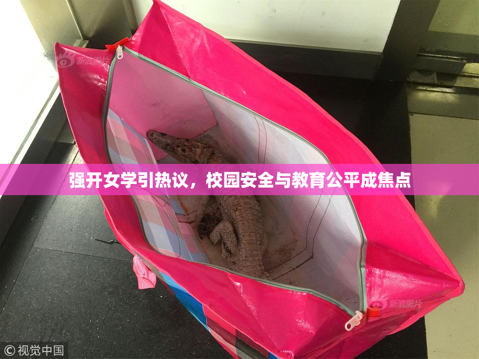 强开女学引热议，校园安全与教育公平成焦点