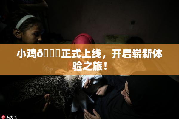 小鸡🐔正式上线，开启崭新体验之旅！