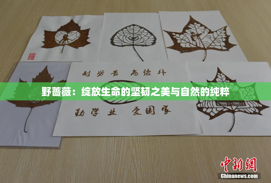 野蔷薇：绽放生命的坚韧之美与自然的纯粹