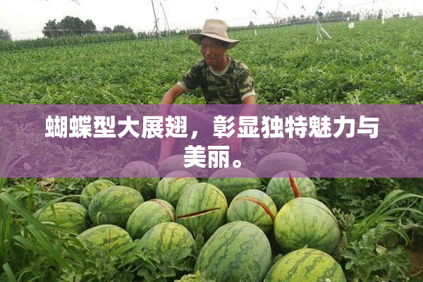 蝴蝶型大展翅，彰显独特魅力与美丽。