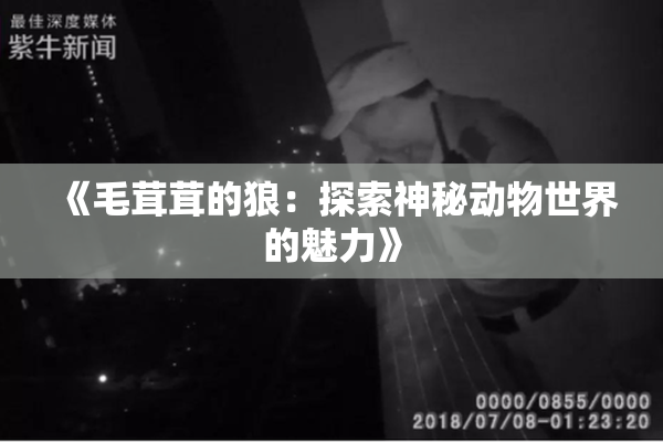 《毛茸茸的狼：探索神秘动物世界的魅力》