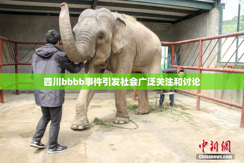 四川bbbb事件引发社会广泛关注和讨论