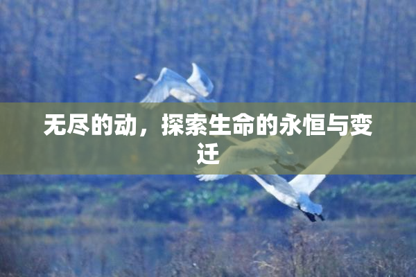 无尽的动，探索生命的永恒与变迁