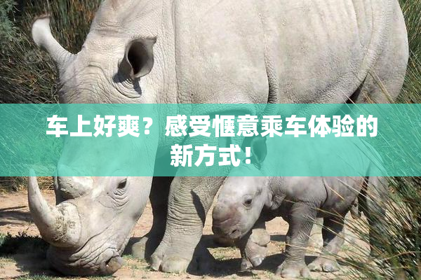 车上好爽？感受惬意乘车体验的新方式！