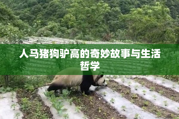 人马猪狗驴高的奇妙故事与生活哲学