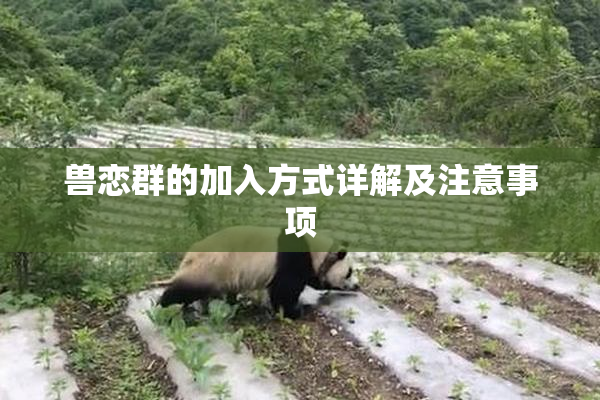 兽恋群的加入方式详解及注意事项