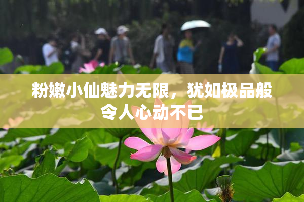 粉嫩小仙魅力无限，犹如极品般令人心动不已