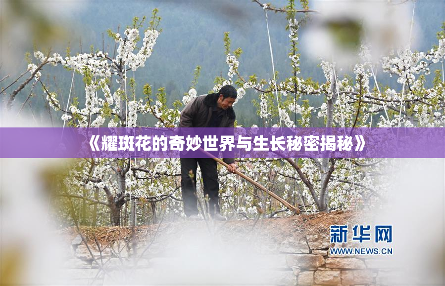 《耀斑花的奇妙世界与生长秘密揭秘》