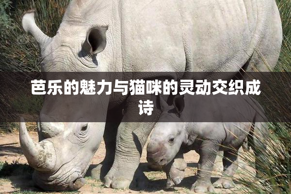 芭乐的魅力与猫咪的灵动交织成诗