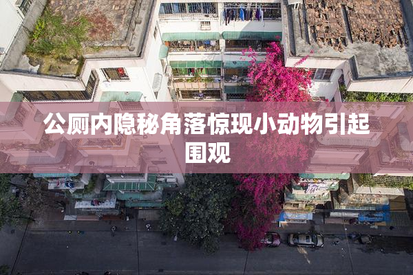 公厕内隐秘角落惊现小动物引起围观