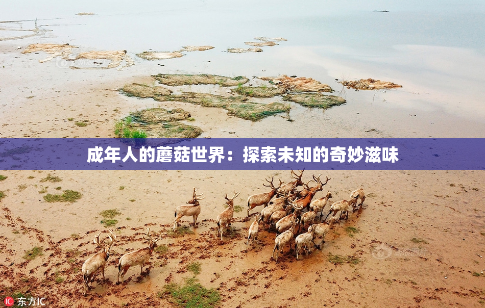 成年人的蘑菇世界：探索未知的奇妙滋味