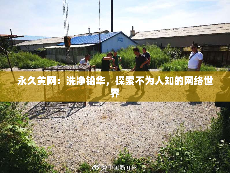 永久黄网：洗净铅华，探索不为人知的网络世界