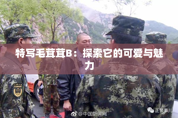 特写毛茸茸B：探索它的可爱与魅力