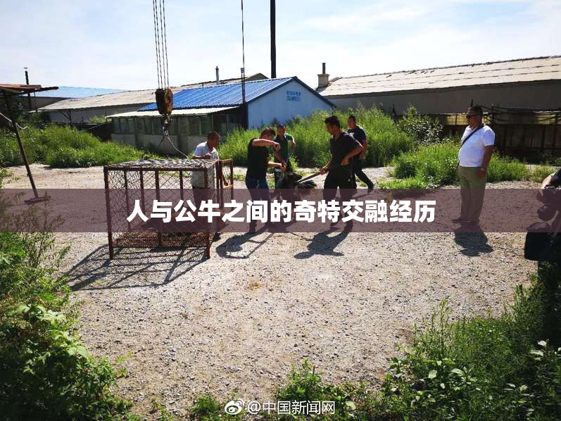 人与公牛之间的奇特交融经历