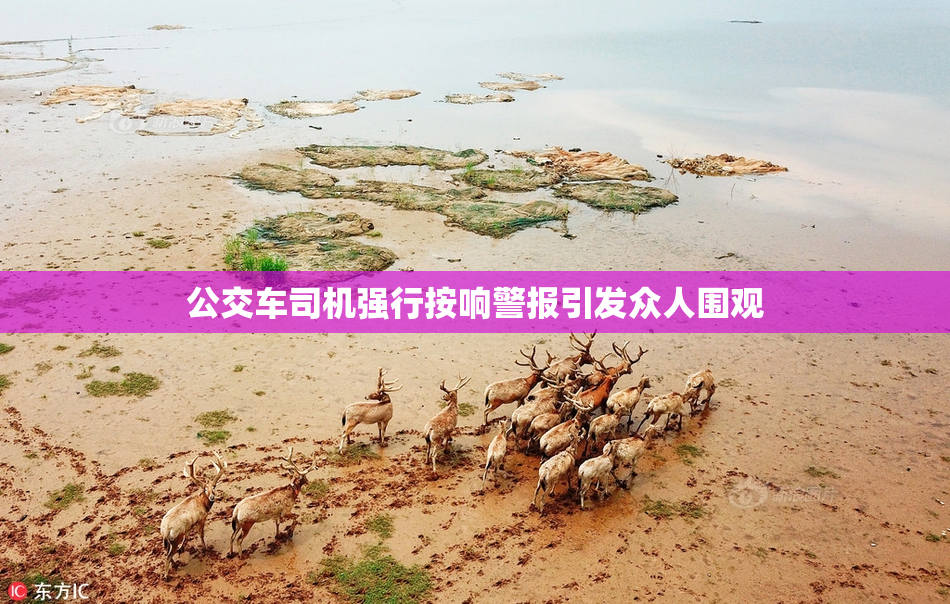 公交车司机强行按响警报引发众人围观