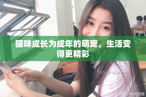 猫咪成长为成年的萌宠，生活变得更精彩