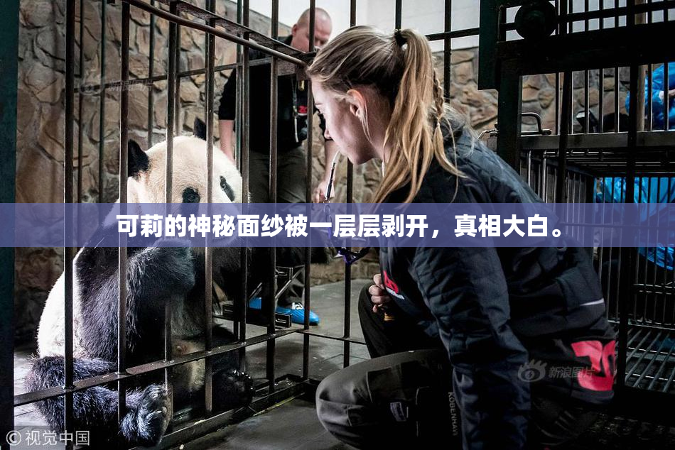 可莉的神秘面纱被一层层剥开，真相大白。