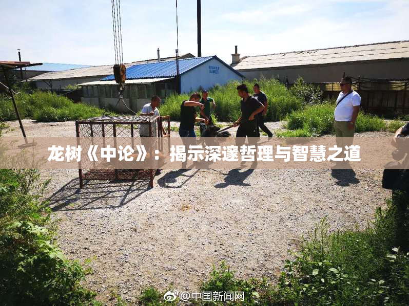 龙树《中论》：揭示深邃哲理与智慧之道