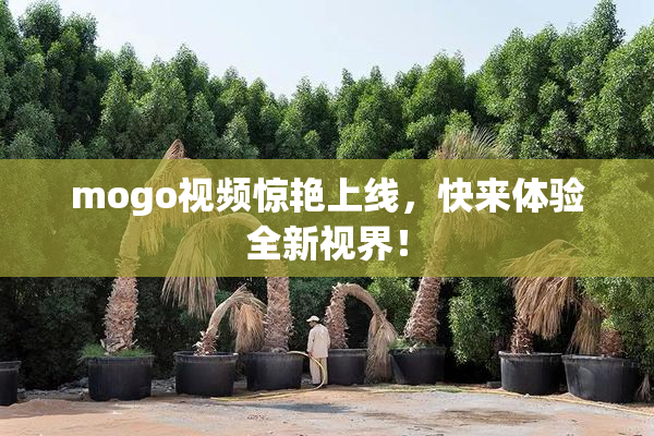mogo视频惊艳上线，快来体验全新视界！