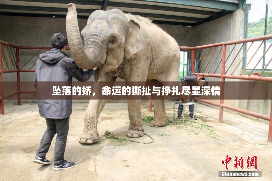 坠落的娇，命运的撕扯与挣扎尽显深情
