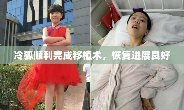 冷狐顺利完成移植术，恢复进展良好
