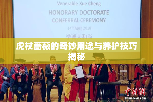 虎杖蔷薇的奇妙用途与养护技巧揭秘