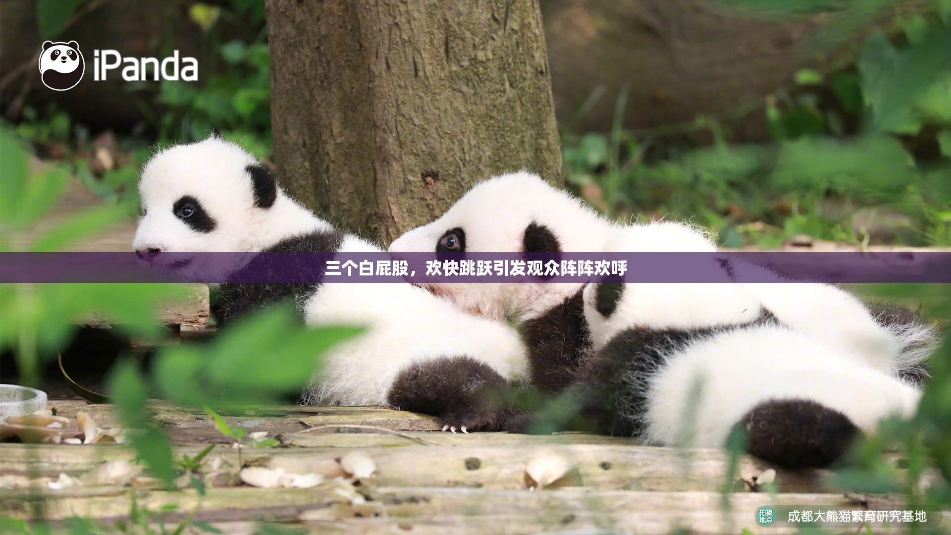 三个白屁股，欢快跳跃引发观众阵阵欢呼