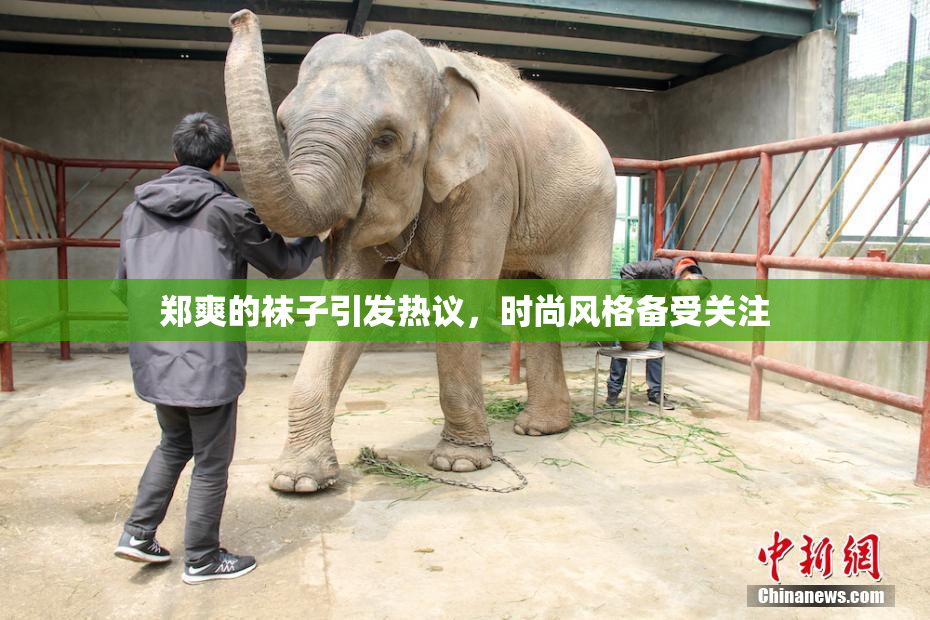 郑爽的袜子引发热议，时尚风格备受关注