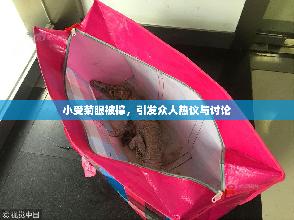 小受菊眼被撑，引发众人热议与讨论