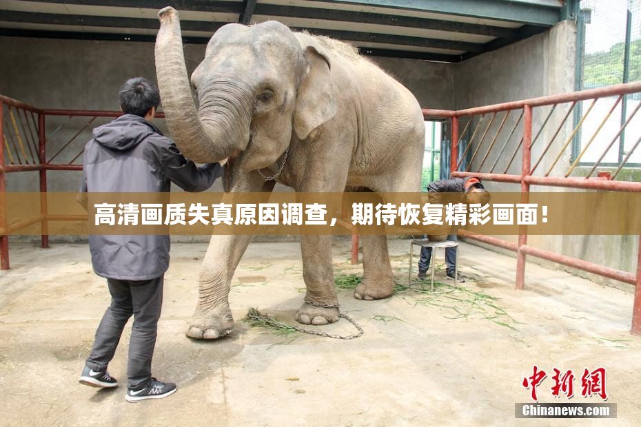 高清画质失真原因调查，期待恢复精彩画面！