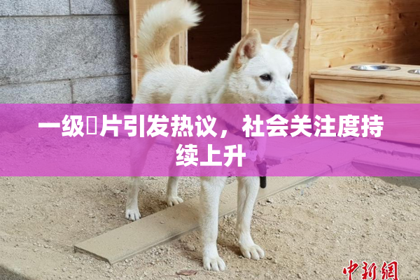 一级婬片引发热议，社会关注度持续上升