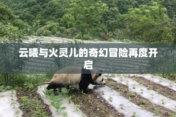 云曦与火灵儿的奇幻冒险再度开启