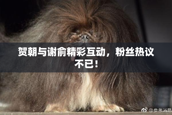 贺朝与谢俞精彩互动，粉丝热议不已！