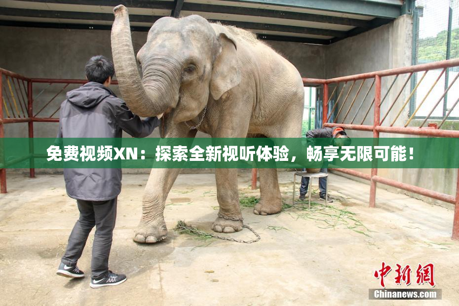 免费视频XN：探索全新视听体验，畅享无限可能！