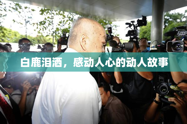 白鹿泪洒，感动人心的动人故事