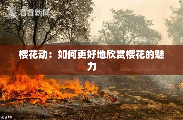 樱花动：如何更好地欣赏樱花的魅力