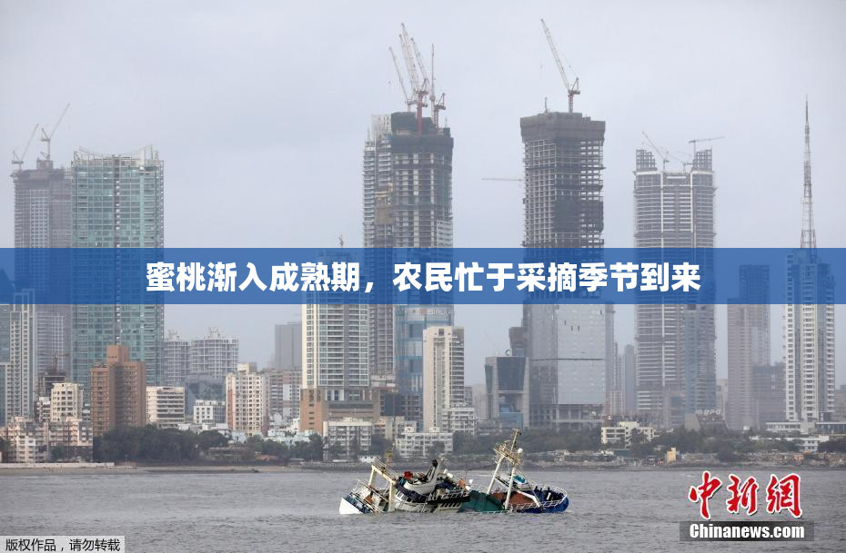 蜜桃渐入成熟期，农民忙于采摘季节到来