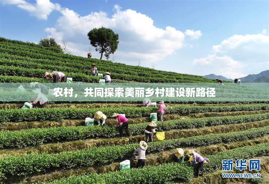 农村，共同探索美丽乡村建设新路径